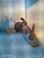Domestic rabbit Rabbits for sale in Sector 15, Kalamboli, Panvel, Navi Mumbai, Maharashtra 410218, India. price: 3,000 INR