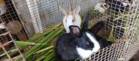 Domestic rabbit Rabbits for sale in Chikkabanahalli Colony, Karnataka 560067, India. price: 1200 INR