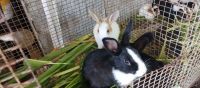 Domestic rabbit Rabbits Photos