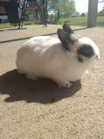 Domestic rabbit Rabbits for sale in Nevada, MO 64772, USA. price: $134