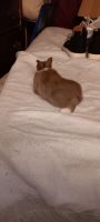 Domestic rabbit Rabbits for sale in Meredith, New Hampshire. price: $75