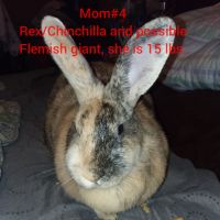 Domestic rabbit Rabbits Photos
