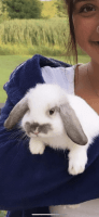 Domestic rabbit Rabbits for sale in Hartland, MI 48353, USA. price: $50