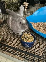 Domestic rabbit Rabbits for sale in West Chester, PA, USA. price: $30