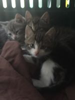 Domestic Shorthaired Cat Cats for sale in Haverhill, NH, USA. price: $100