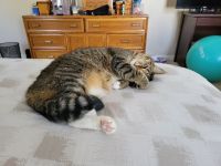 Domestic Shorthaired Cat Cats for sale in Hoover, AL, USA. price: $50