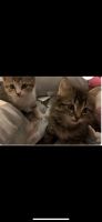 Domestic Shorthaired Cat Cats for sale in Greensboro, NC, USA. price: NA