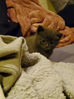 Domestic Shorthaired Cat Cats for sale in Plymouth, CT, USA. price: $200