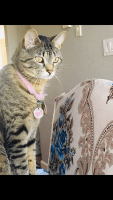 Domestic Shorthaired Cat Cats for sale in North Bergen, NJ, USA. price: $75