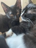 Domestic Shorthaired Cat Cats for sale in Dallas, TX, USA. price: NA