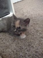 Domestic Shorthaired Cat Cats for sale in Fayetteville, NC, USA. price: $45