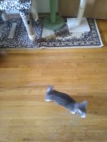 Domestic Shorthaired Cat Cats for sale in Milwaukee, WI, USA. price: $60