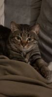 Domestic Shorthaired Cat Cats for sale in Charlotte, NC 28205, USA. price: $50
