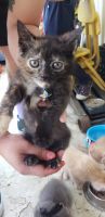 Domestic Shorthaired Cat Cats for sale in Alhambra, CA, USA. price: NA