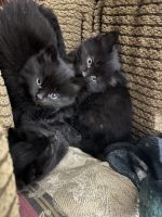 Domestic Shorthaired Cat Cats for sale in Warner Robins, GA 31093, USA. price: NA
