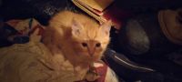 Domestic Shorthaired Cat Cats for sale in West End, NC 27376, USA. price: $25
