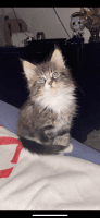 Domestic Shorthaired Cat Cats for sale in San Jose, CA, USA. price: $10