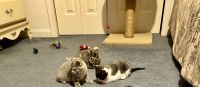 Domestic Shorthaired Cat Cats for sale in Elizabethtown, IN, USA. price: NA