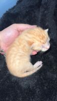Domestic Shorthaired Cat Cats for sale in Lawrence, IN 46226, USA. price: $100