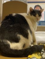 Domestic Shorthaired Cat Cats for sale in 873 Meades Branch Rd, Louisa, KY 41230, USA. price: $100
