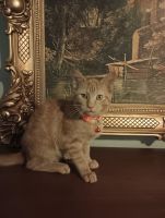 Domestic Shorthaired Cat Cats for sale in Covington, KY, USA. price: $25