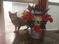 Domestic Shorthaired Cat Cats for sale in Covington, KY, USA. price: $25