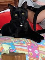 Domestic Shorthaired Cat Cats for sale in Clover, South Carolina. price: $50
