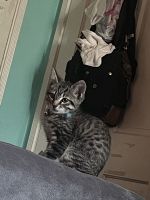 Domestic Shorthaired Cat Cats for sale in Los Angeles, California. price: $60