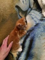 Domestic Shorthaired Cat Cats for sale in Portland, Oregon. price: $50