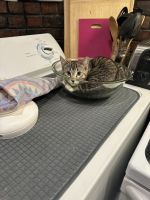 Domestic Shorthaired Cat Cats for sale in Revere, Massachusetts. price: NA