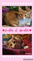 Domestic Shorthaired Cat Cats for sale in Elmira, New York. price: $80