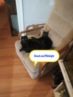 Domestic Shorthaired Cat Cats for sale in Philadelphia, Pennsylvania. price: $50