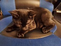 Domestic Shorthaired Cat Cats for sale in East Orange, New Jersey. price: $125
