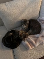 Domestic Shorthaired Cat Cats for sale in Battle Ground, Washington. price: $100