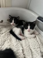 Domestic Shorthaired Cat Cats for sale in Moorebank, New South Wales. price: $10