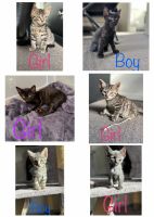 Domestic Shorthaired Cat Cats for sale in Coomera, Queensland. price: $100