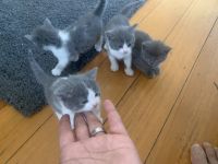 Domestic Shorthaired Cat Cats for sale in St. Albans, Victoria. price: NA