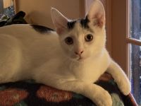 Domestic Shorthaired Cat Cats for sale in Roseville, MI 48066, USA. price: $60