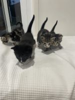 Domestic Shorthaired Cat Cats for sale in Baulkham Hills, New South Wales. price: $100