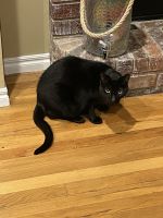 Domestic Shorthaired Cat Cats for sale in Ramona, Oklahoma. price: $20