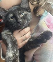 Domestic Shorthaired Cat Cats for sale in Farmington, Connecticut. price: $300