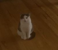 Domestic Shorthaired Cat Cats for sale in Farmington, Connecticut. price: $150