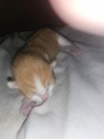 Domestic Shorthaired Cat Cats for sale in Phoenix, Arizona. price: $40