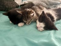 Domestic Shorthaired Cat Cats for sale in Lawrenceville, Georgia. price: NA