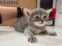 Domestic Shorthaired Cat Cats for sale in Mira Loma, California. price: $20