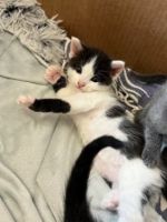 Domestic Shorthaired Cat Cats for sale in Los Angeles, California. price: $80