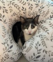 Domestic Shorthaired Cat Cats for sale in 600 Queens Quay W, Toronto, ON M5V 3M3, Canada. price: NA