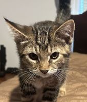 Domestic Shorthaired Cat Cats for sale in Big Flats, NY, USA. price: NA