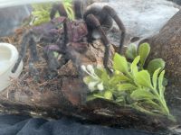 Dominican Purple Tarantula