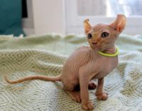 Don Sphynx Cats for sale in Daytona Beach, FL, USA. price: $1,500